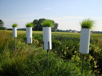 Mit Gras bepflanzte Gefäße zum Bestimmen von Immissionen aus der Luft am Rand einer Ackerfläche