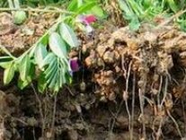Bodenprofil mit Zwischenfruchtanbau