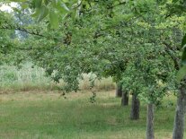 Eine Baumreihe mit fünf Bäumen an denen junge Äpfel hängen.