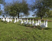 Gänse auf einer Streuobstwiese.