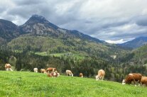 Eine Kuhherde grast auf eine Almweide