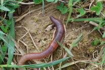 Regenwurm kriecht im Getreidefeld auf der Bodenoberfläche