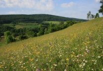Artenreiche Blumenwiese in der bayerischen Kulturlandschaft