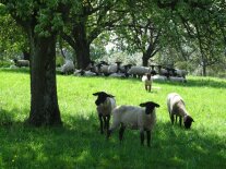 Schafe auf einer Wiese