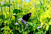 Schmetterling in Rapsfeld