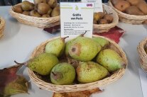 Körbchen mit mehreren Birnen, Sorte Gräfin von Paris