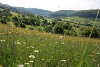 Artenreiches Grünland in Franken