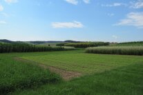 Verschiedene Kulturen im Feld.