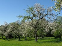 Streuobstwiese Dürnast