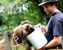 Mann füttert Schafe in einem Gatter