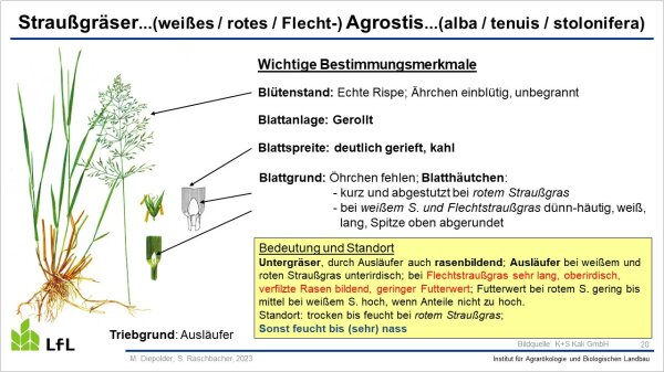 Kleine Gräserkunde Bestimmung wichtigste Gräser Wirtschaftsgrünland LfL