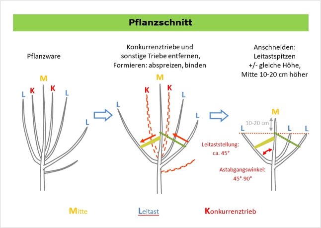 Schematische Darstellung des Pflanzschnittes