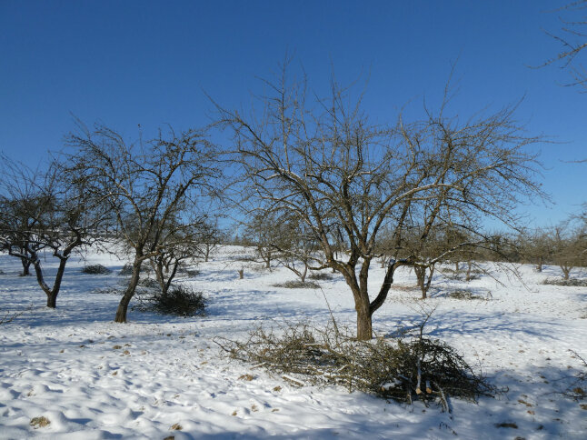 geschnittene Mostobstbäume im Schnee