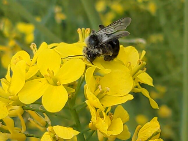 Wildbiene auf einer Rapsblüte