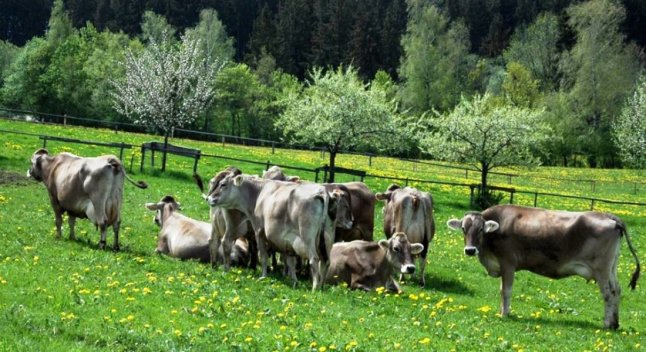 Rinder zwischen blühenden Bäumen