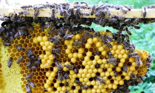Bienenwaben voller Bienen