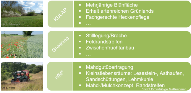 Grafik zur Darstellung förderfähiger und freiwilliger Maßnahmen zur Wildlebensraumverbesserung. Für KULAP, Greening und nfM sind Beispiele aufgelistet