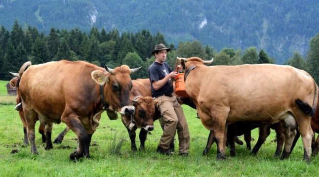 Mann mit Rindern auf der Weide