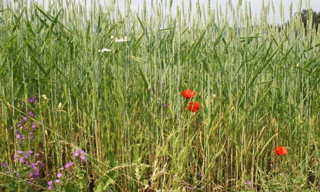Getreidefeld durchmischt mit blühenden Blumen und Wildkräutern