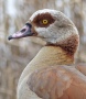 Nahaufnahme der farbenprächtigen Nilgans.