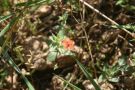 Rote Blüte des Acker-Gaucheil