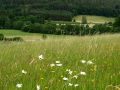 Artenreiche Wiese mit Margeriten