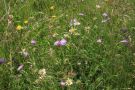 Blühende Margeriten und Witwenblumen auf einer Spender-Wiese