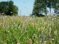 bunt blühende Fläche