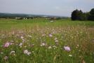 Bunt blühende Wiese der Familie Seemüller