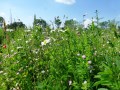 bunt blühende Fläche
