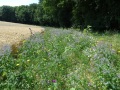 blühender Streifen zwischen Feld und Waldrand