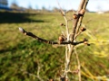 Zweig mit kugeligen Knospen