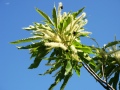 Zweig mit langen Blütenkätzchen