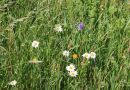 Blühende Margeriten und Witwenblumen auf der Empfängerfläche ein Jahr nach der Mahdgutübertragung