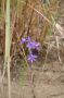 Blaue Blüte des Acker-Rittersporn