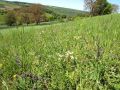 Betlesgrund in Weickersgrüben mit Salbei und Knöllchensteinbrech