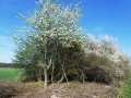 Eine blühende Hecke mit einem Weißdorn.