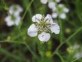 Weiße Blüte des Acker-Schwarzkümmel