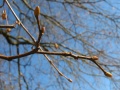 Zweig mit Knospen