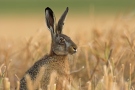 Feldhase (Lepus europaeus) 