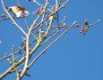 Knospen