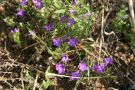 Frauenspiegel (Legousia speculum-veneris): dunkelviolett blühende Pflanze