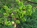 Zweige mit Knospen, Blüten und jungen Blättern