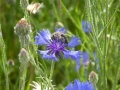 Biene auf blauer Blume