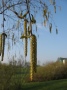 Zweig mit hängenden Blütenkätzchen