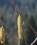 Blüten vor dem Laubaustrieb