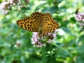 Schmetterling auf einer Blume