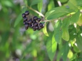 Zweig mit glänzend schwarzen Beeren