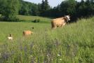 Artenreiche Weide des Betriebes Grenzebach im Landkreis Starnberg. Aspekt mit Salbei, Margerite und Scharfem Hahnenfuß