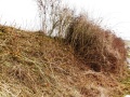 kahle Hecke mit wenig Struktur